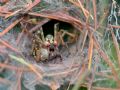 Agelena labyrinthica